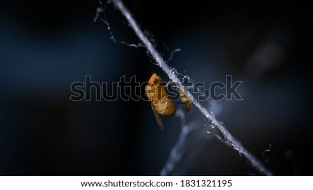 
Yellow fly macro photo at night