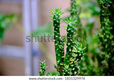 closeup of a cactus with a bright green color