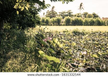 Beautiful lotus water lily flower lake pond, sunny meadow background trees. Toned photo. Fine art minimal concept nature background ideal for wallpaper design. Summer happy calm mood concept