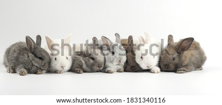Young adorable bunny sits on white background. Cute baby rabbit for Easter and new born celebretion.  1  month pet