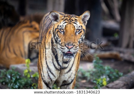 A hungry Bengal tiger looks at the photographer.