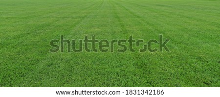 Grass background and texture great for adding green grass to real estate photos
