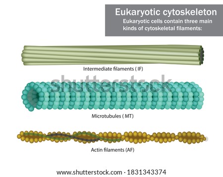 Three Eukaryotic cells cytoskeletal filaments: microfilaments, microtubules, and intermediate filaments. Royalty-Free Stock Photo #1831343374