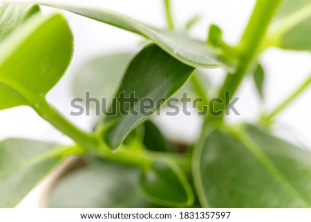 Close-up macro view of fresh green indoor plant leaves