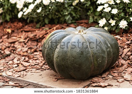 Still life with a variety of pumpkins and seasonal blooming flowers at the harvest festival. Autumn season