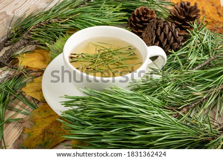 Pine needles tea in white cup. Healthy winter beverage in camping, pine tree needles tea in mug. Medicine scurvy, source of vitamin C and carotene Royalty-Free Stock Photo #1831362424