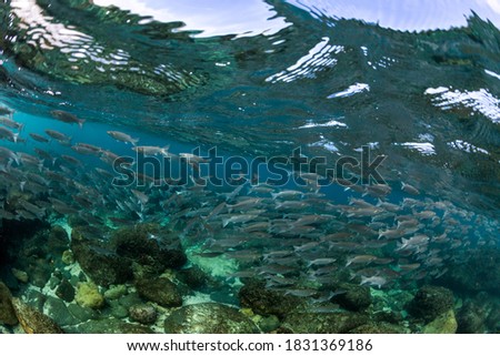 school of mullet fish swimming in the sea