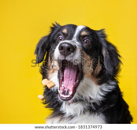 studio shot of a dog on an isolated background Royalty-Free Stock Photo #1831374973