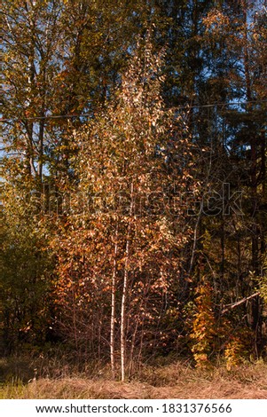 Autumn season is here, picture off trees in autumn. Shooting date - 10/11/2020. Location - Limbazi, Limbazu novads, Latvia.