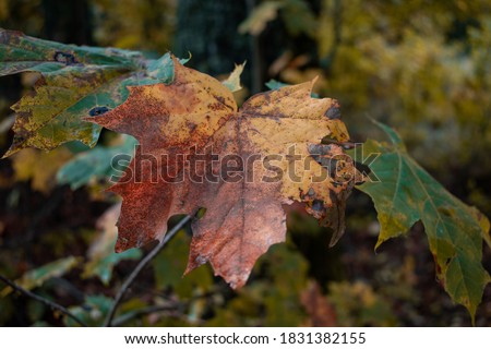 Autumn season is here, picture off leaves in autumn. Shooting date - 10/11/2020. Location - Limbazi, Limbazu novads, Latvia.