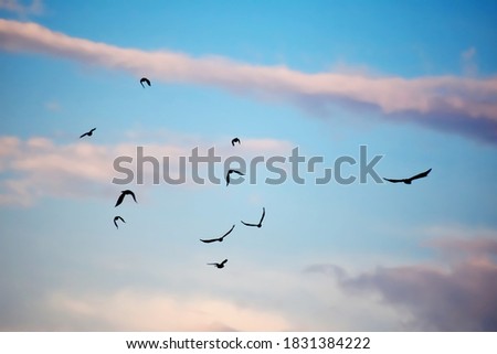 Birds flying in the sky. 