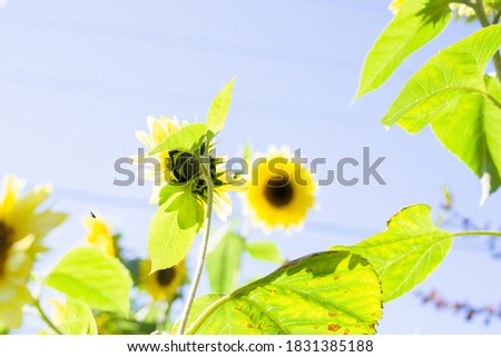 Sunflowers blooming in september. Fall flowers