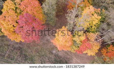 bird's-eye view of maple trees