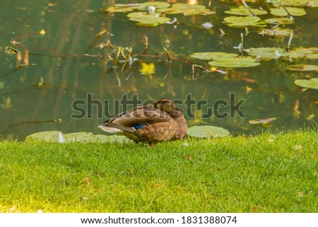 Picture of a Duck sleeping