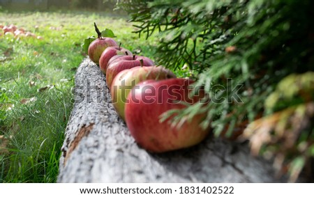 Beautiful, juicy apples are laid out on a wooden background. Autumn still life. Natural light, beautiful picture.