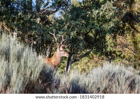 Common or European deer, male with antlers, in profile among the vegetation. Cervus elaphus. Zamora, Spain.