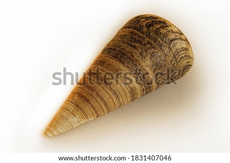 Beautiful seashell on white background with shadow