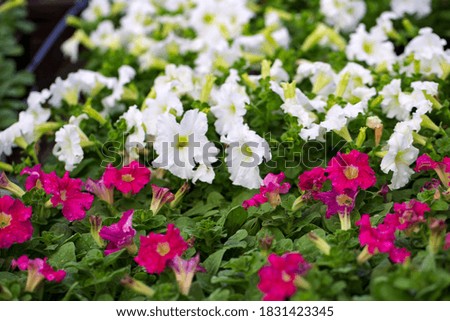 Selective focus shot of beautiful flowers on blurred background. Close up, backlit. Idea for wallpaper, postcard, poster design, banner, copy space.