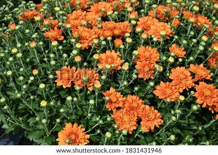 Orange flowers in bloom. Picture taken outside on a sunny day.