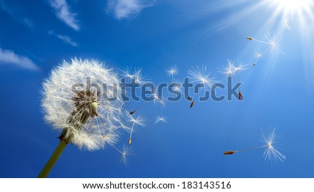 Close up of dandelion spores blowing away  Royalty-Free Stock Photo #183143516