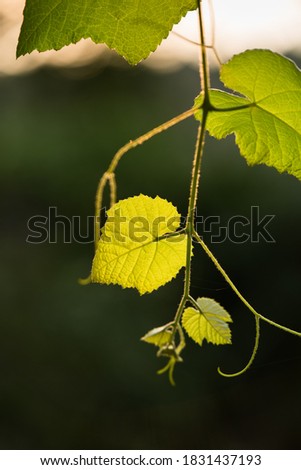 Shiny backlit grape leaves against the sunlight with their veins showing bright in the vineyard at sunset, with a natural background and bokeh 