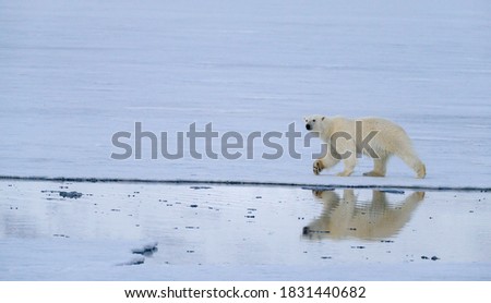Polar bear in Svalbard walking on the ice