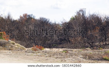 Littoral Salentina Mediterranean landscape ravaged by fire, large image composed of two photographs. Royalty-Free Stock Photo #1831442860