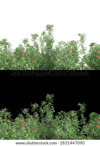 Park trees isolated on white and black background for banners. 3d rendering - illustration