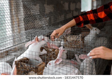Close up hand of woman farmer is examined white rabbits in her farm. The farmer takes care of the animals. Bio meat concept