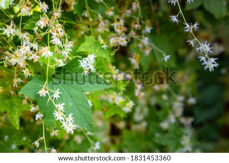 Green leaves and white hop flowers