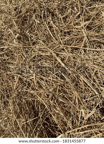 Close up picture of hay