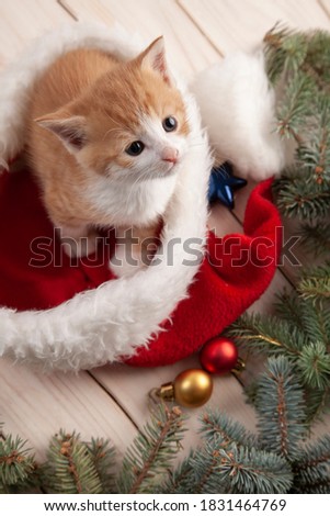 Ginger cute Kitten in santa hat on Christmas background and fur tree