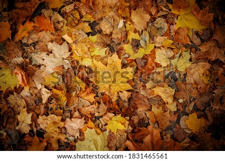 Fallen yellow leaves. Autumn natural background. Close up.