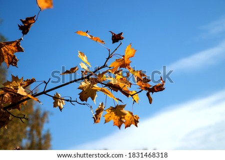 Branches of a maple tree with autumn leaves flying in the wind.A place for a space mine.Horizontal orientation