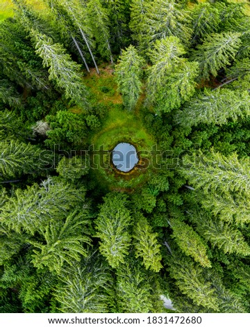 Vertical aerial view of spruce and fir forest (trees) lake and meadow, Pokljuka, Slovenia. Royalty-Free Stock Photo #1831472680