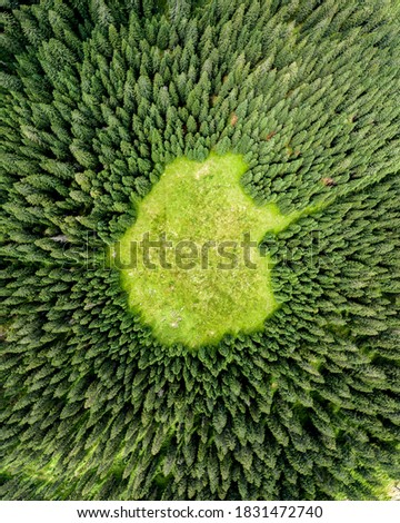 Vertical aerial view of spruce and fir forest (trees) lake and meadow, Pokljuka, Slovenia. Royalty-Free Stock Photo #1831472740