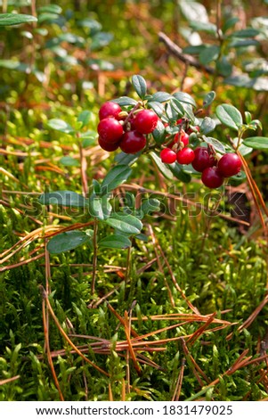 Close up on wild lingonberries growing in the forrest. Green leaves filling up the background. Royalty-Free Stock Photo #1831479025