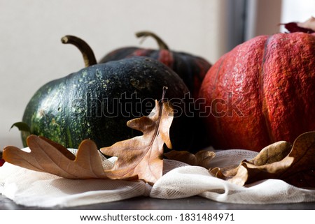 pumpkins in autumn foliage on a light background