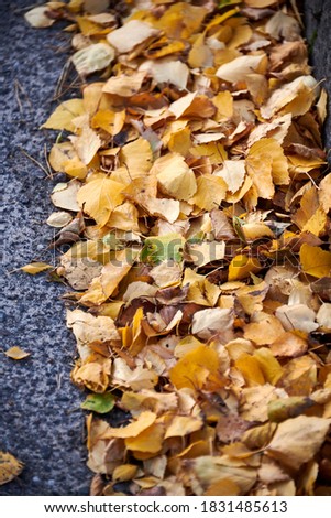 Yellow birch leaves at the roadside in autumn