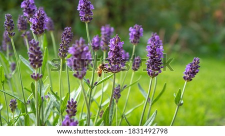 Field of Lavender, Lavandula angustifolia, Lavandula officinalis Royalty-Free Stock Photo #1831492798