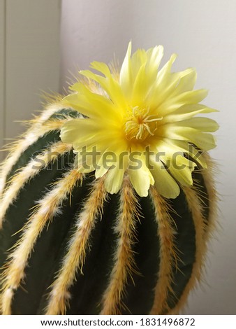 close up picture of beautiful big blooming cactus