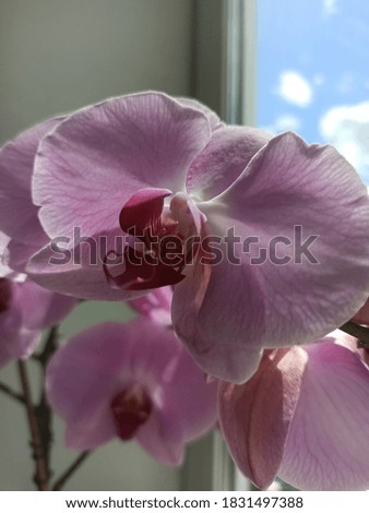 close up picture of beautiful orchid