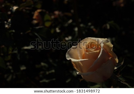 Cream Flower of Rose 'Valencia' in Full Bloom
