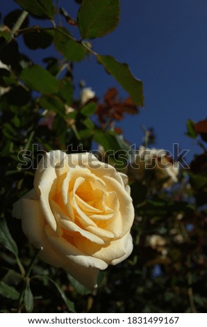 Light Cream Flower of Rose 'Simply Heaven' in Full Bloom
