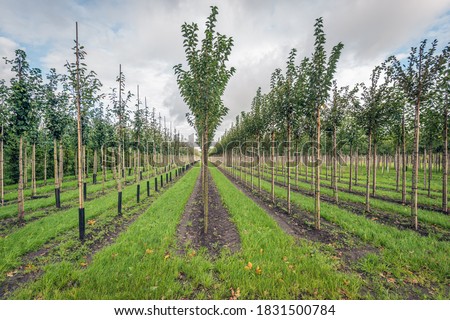 Field with long rows of young trees supported with bamboo sticks in a Dutch nursery tree farm in the province of North Brabant. The photo was taken on a cloudy day in the autumn season. Royalty-Free Stock Photo #1831500784