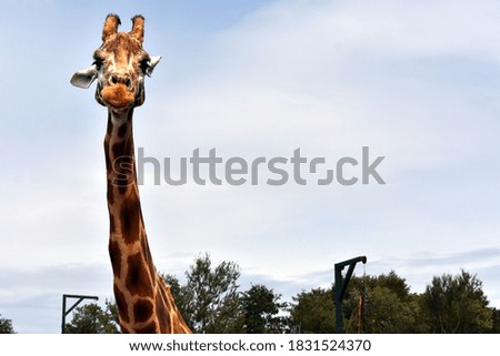 Portrait of a giraffe head and neck