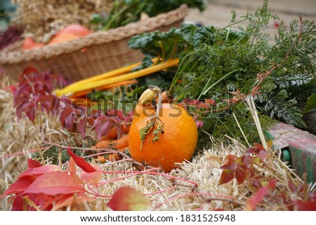 Autumn Vegetables. Beautiful Festive Thanksgiving Background. Traditional Harvest Festival In Germany. 