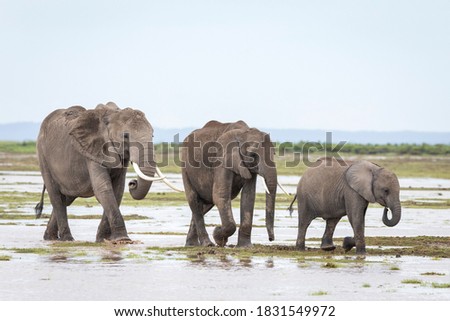 Elephant herd walking in wet and muddy plains of Amboseli National Park in Kenya