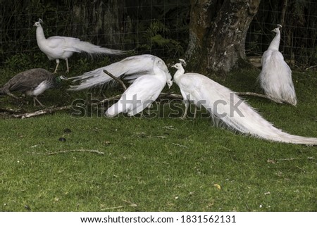 group of white peacocks in the grass