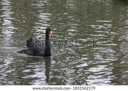 Black swan moving through the water